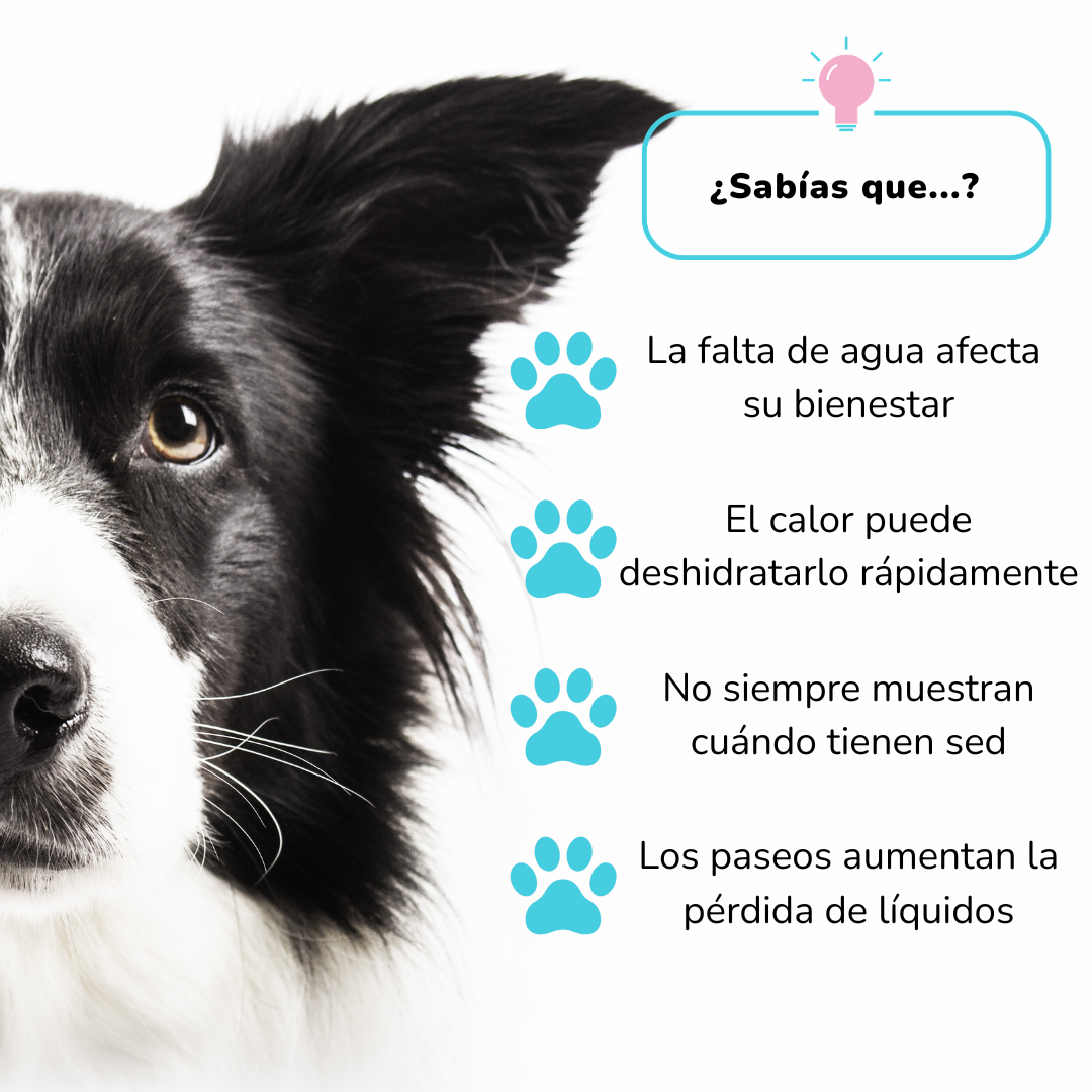 Botella de Agua para Perros.